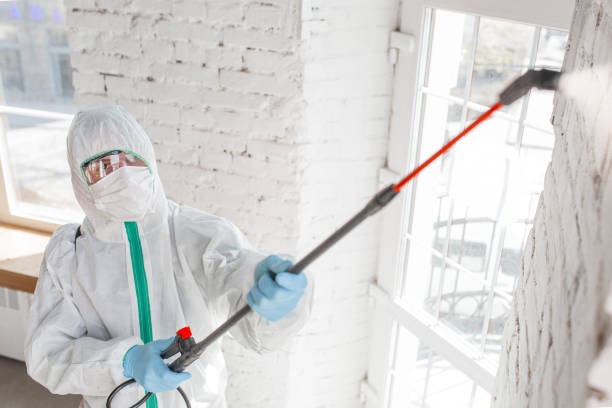 Why You Should Choose Our Mold Remediation Services in Bowdon, GA